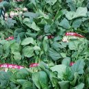 조이할인마트 이미지