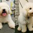 루이비숑 이미지