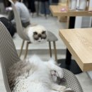 디캣 | 신촌 실내 데이트 놀거리 코스 랙돌고양이 카페 디캣 이색데이트