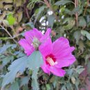 인헌초등학교 앞 이미지