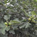 이두식 농장 | 문갑도 3. 문갑도 식물