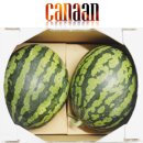 가나안 테크 이미지