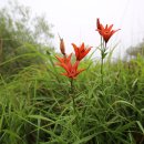 나리반점 이미지