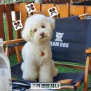 메종 드 펫 이미지