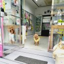 신박하개 이미지