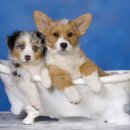 뽀송강아지 이미지