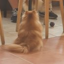 덕수네애견 이미지