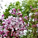 수수꽃다리 이미지