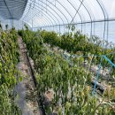 신흥1농장 이미지