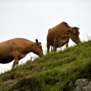 홍성목장 이미지