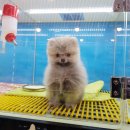 개를 품은 남자 이미지