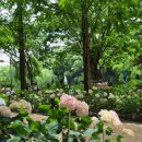 초전공원 수중분수 | 진주 가볼만한곳 수국명소 초전공원 개화현황｜지금 가장 예쁜 여름 산책길