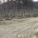 엄정면사무소 이미지