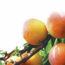 장사농장 이미지