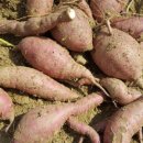 태우농장 이미지