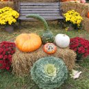 김종철농장 이미지