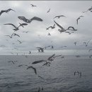 해와 바다 이미지