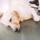 마산애견 이미지