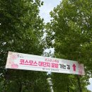 경기도 구리시 자전거교실 | 가을 나들이 | 구리한강시민공원 코스모스 축제 따끈따끈한 방문후기🌸(실시간개화현황,주차,체험정보...