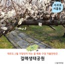 매화1공원 | 2월 제주도 여행 제주 매화 개화시기 가볼만한곳 걸매생태공원
