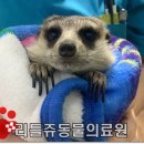 리틀쥬동물의료원 이미지