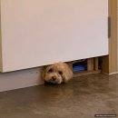 멜로우 밀(Mellow Meal) 이미지