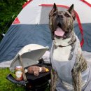 고마워 강아지 이미지