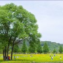 합천 작약꽃축제^^* 이미지