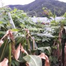 수골 농장 이미지