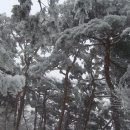 적송 이미지