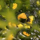 안덕면 안덕우체국 옆 이미지