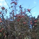 풍산농원 이미지