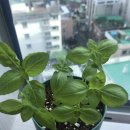 주식회사 에코벨 | 다이소팜팜가든 허브바질 +24일, 쑥쑥 자란 바질이들