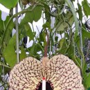 페리카나4 이미지