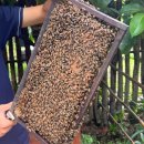 라온농장 | [신행4일차] 푸꾸옥 7박9일 신혼여행