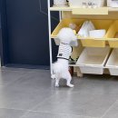 그르르르(grrr!) | 광주 화정동 애견카페/ 반려동물 수제간식 전문점 추천 _ 그르르르 :: 다양한 수제간식 디저트 만족 후기