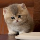 렉돌 냥이 | 창원렉돌분양, 네코냥에서 만난 사랑 가득한 인연