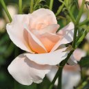 들꽃연가 이미지