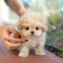 광주강아지분양 고양이분양 미유펫 본점 이미지