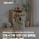 임프로동물병원 | 교통사고로 인한 다리 절뚝임, 강아지 관절고정술로 극복, 노원강북동물병원, N동물의료센터 노원점