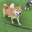 놀러오개 애견유치원 호텔 고기점 이미지