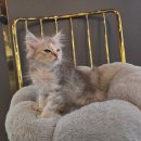 동양애견 강아지분양 고양이분양 | 인천고양이분양 애견