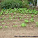 둥이네농장2 이미지