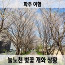 메디힐요양병원 | 파주 눌노천 벚꽃 개화 상황 서울 근교 경기 북부 벚꽃 구경 가볼 만한 곳