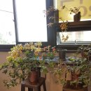 펫도그 애견스쿨 이미지