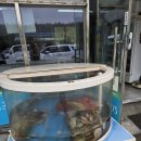 태안 여행 회 포장 맛집'남면농협 수산물 판매장' 남면농협 하나로마트 청포대점 바로 옆 회 포장 가게