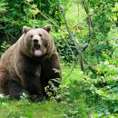 곰두마리농장 이미지