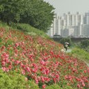 ◆(사진)안양천 장미 &amp; ◆유채꽃 여인 이미지