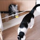 옳치 올치 이미지