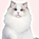 캣플헤븐 AK플라자금정점 이미지